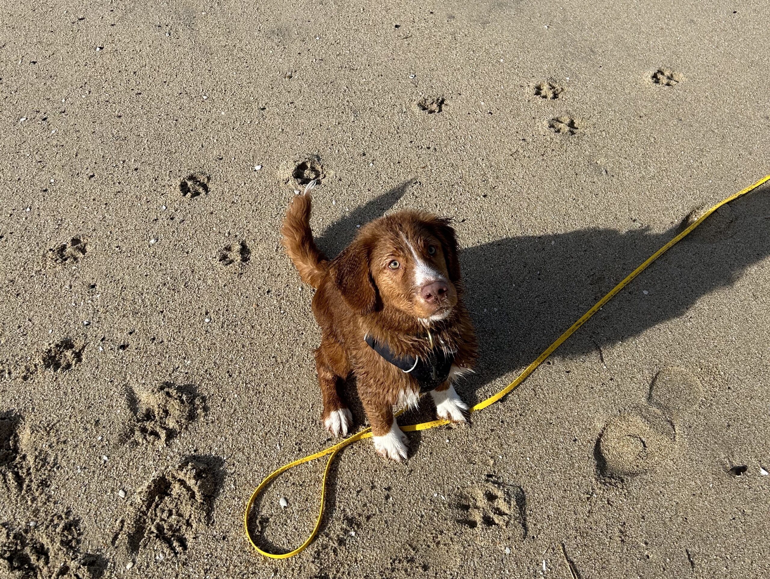 Management in Dog Training: Stop Bad Behavior Today