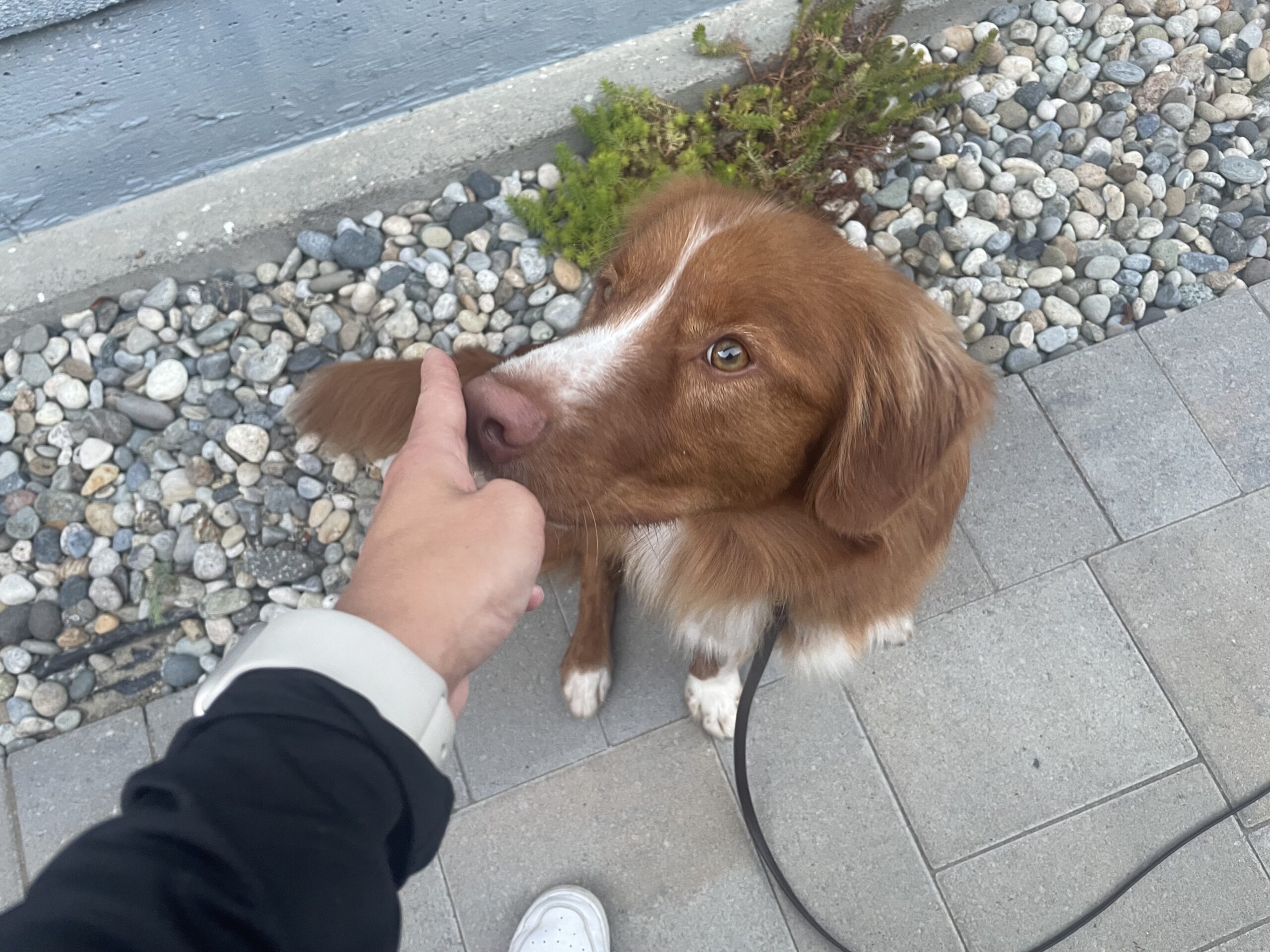 Reactive Dog Management To Get Calmer Walks Today